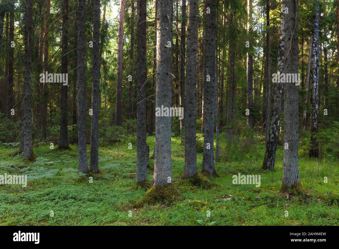 Intimate view inside the pine forest, Scandinavia. Stock Photo