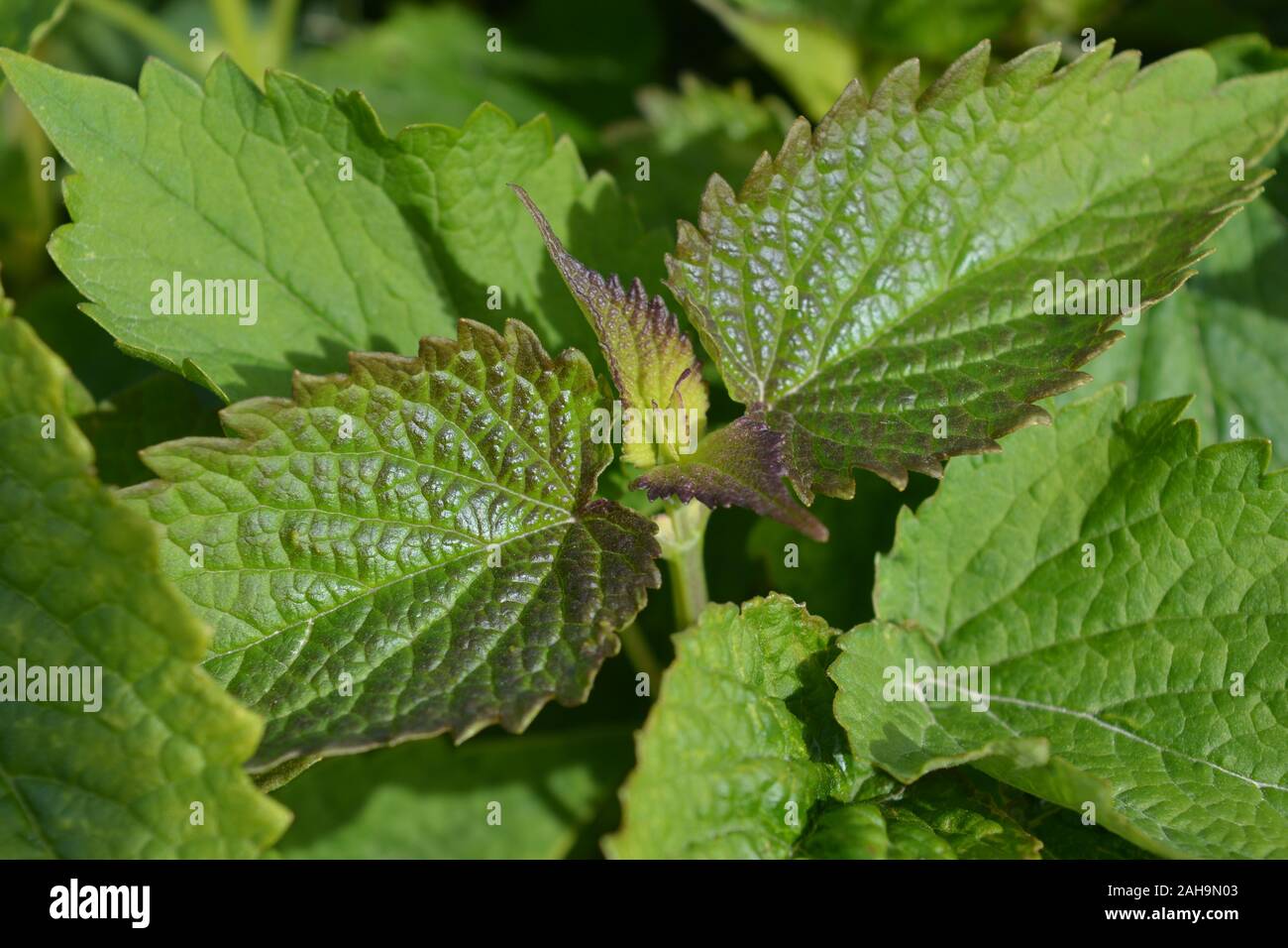 Korean mint, Agastache rugosa, growing in a herb garden Stock Photo