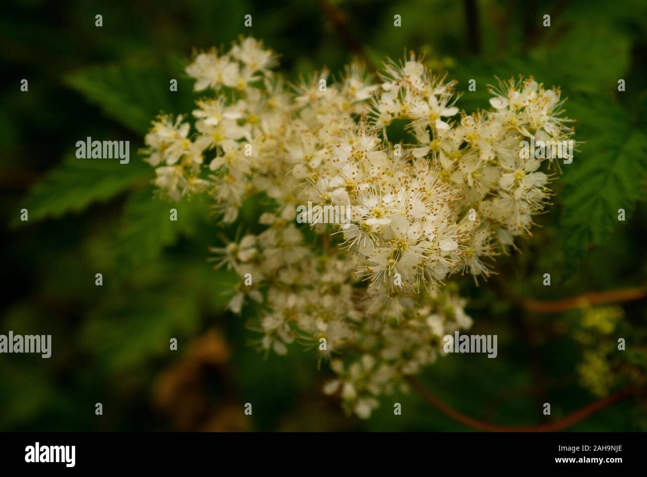 Close-up of Yarrow plant ( Achillea millefolium ) in flower Sutherland Scotland UK Stock Photo