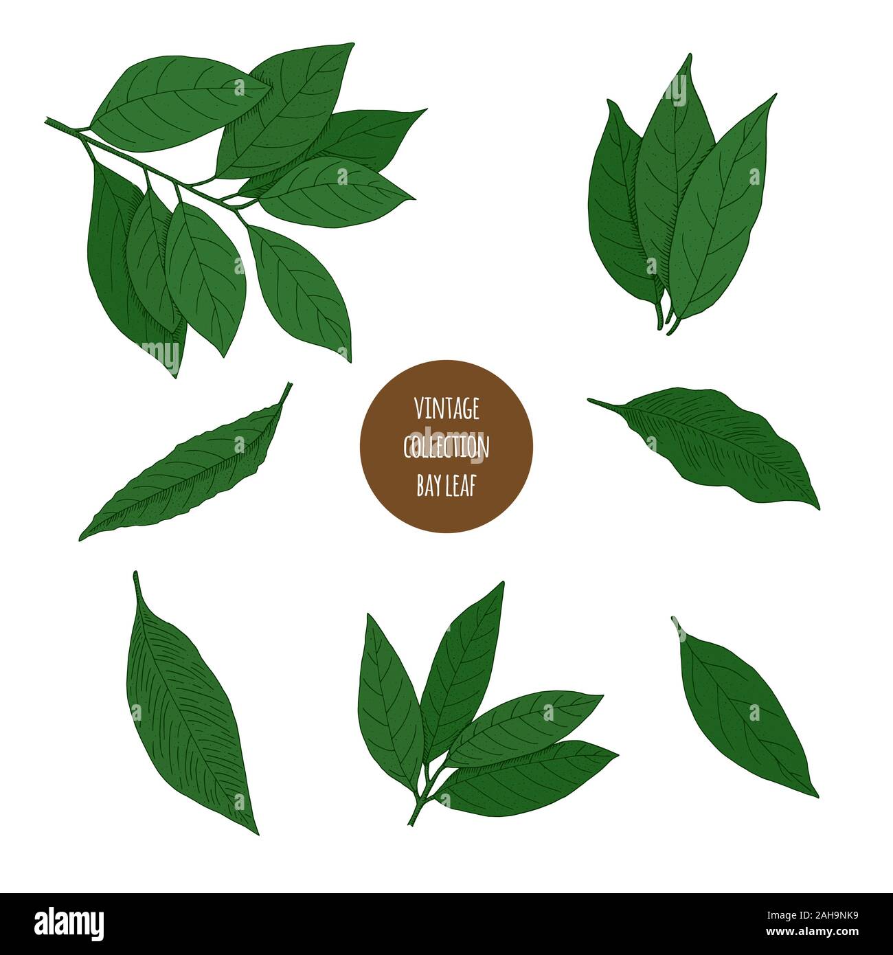 Bay leaf. Vector hand drawn set of cosmetic herbs isolated on white
