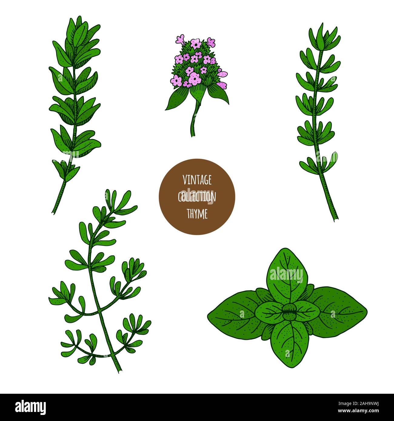 Thyme. Vector hand drawn set of cosmetic plants isolated on white background. Essential oils