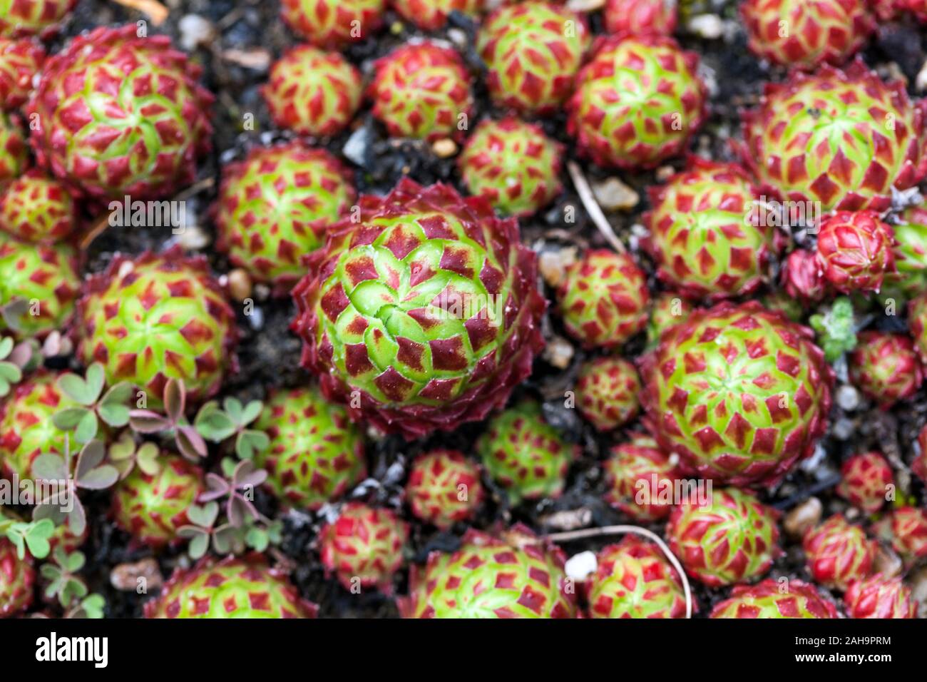 Rollers Sempervivum globiferum  'Arenarium' hardy succulent Stock Photo