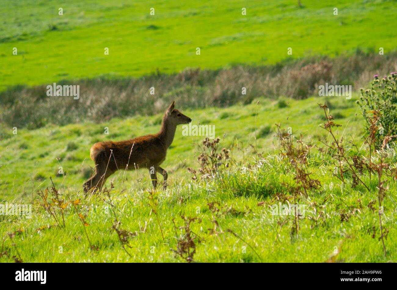 Red Deer hind ( Cervus elaphus ) in the Scottish Highlands of Sutherland Scotland UK Stock Photo