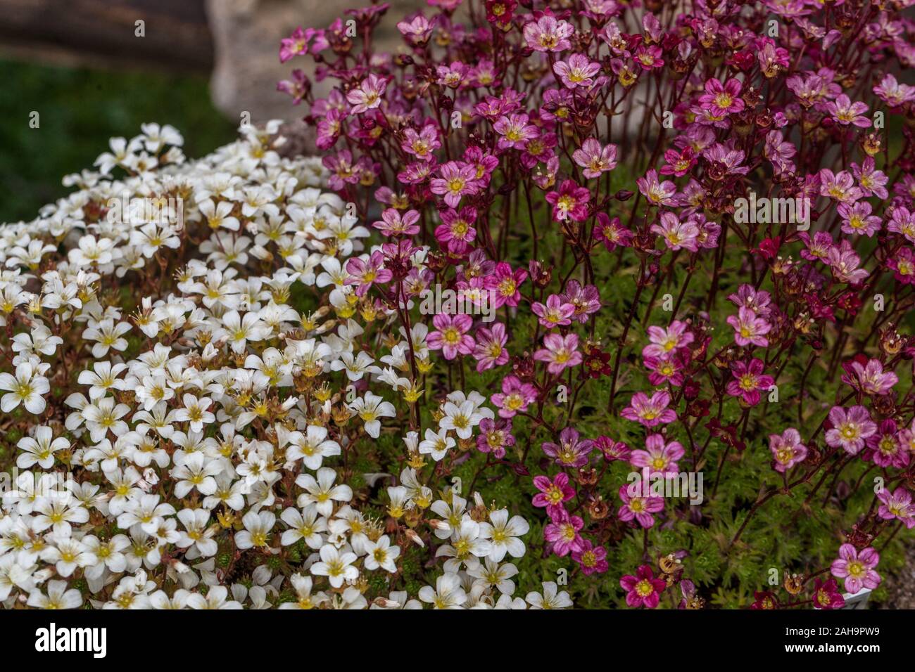 Mossy Alpine saxifrage Purple Saxifraga arendsii ' Juwel ' and  white Saxifraga caespitosa ' Findling ' Stock Photo