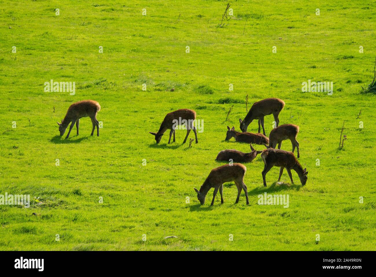 Red Deer hind ( Cervus elaphus ) in the Scottish Highlands of Sutherland Scotland UK Stock Photo