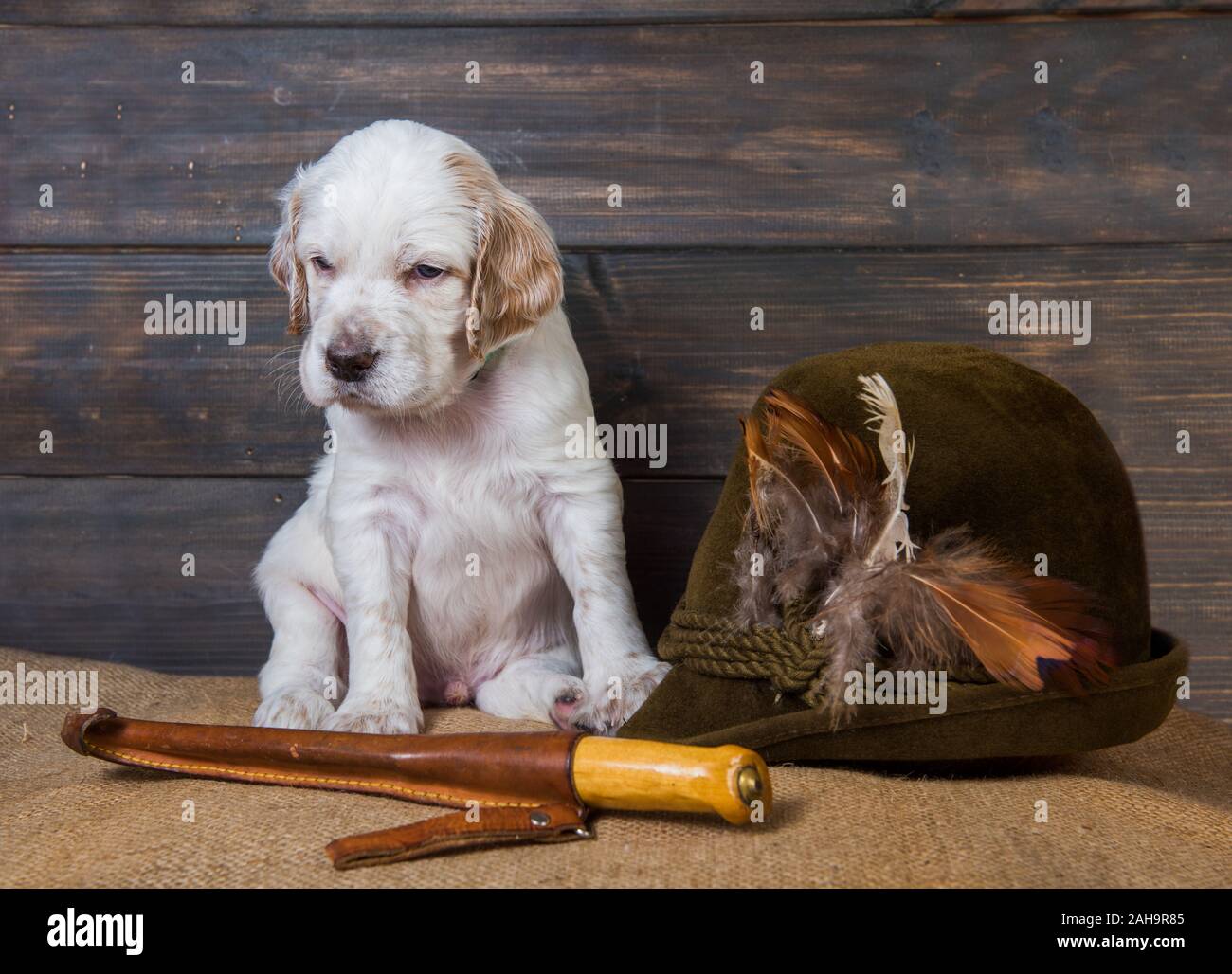 english setter puppy dog with knife and a hat Stock Photo Alamy