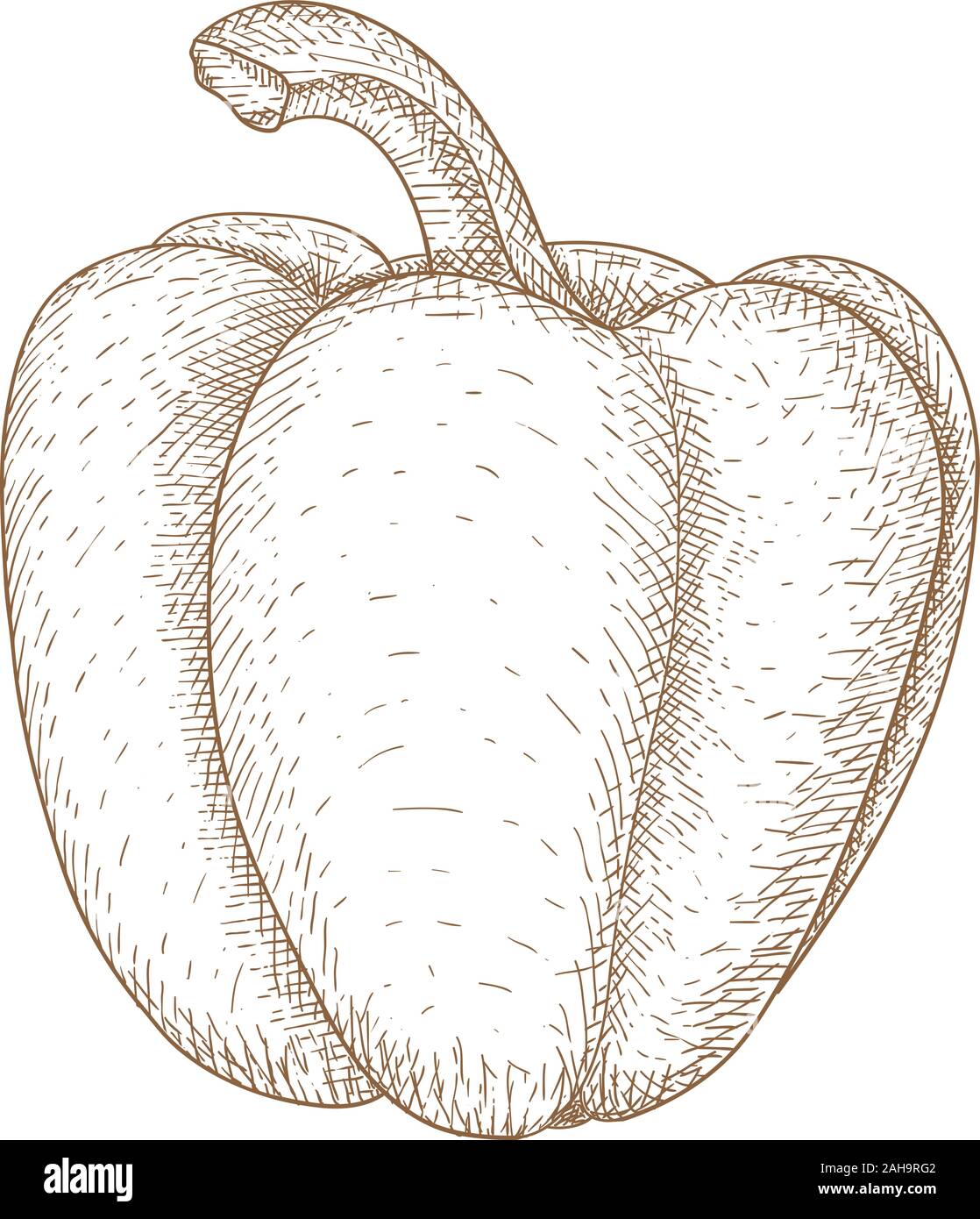 Bell Pepper Hand Drawn Sketch Vector Illustration Isolated On White 