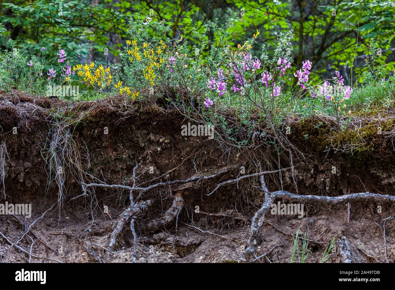 soil section, landslide Stock Photo