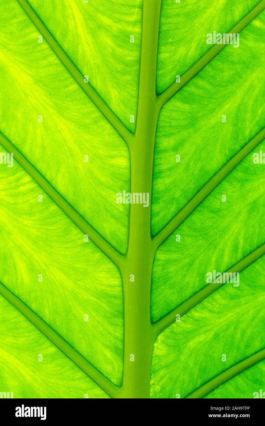 A macro photograph of a green leaf showing close up imagery of the leaf veins. The leaf veins look like a road network. Stock Photo