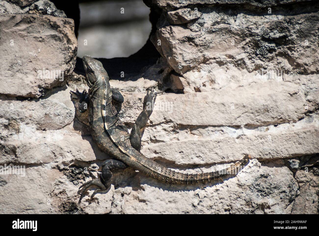 Black Iguana near Mayan ruins in Mexico. Stock Photo