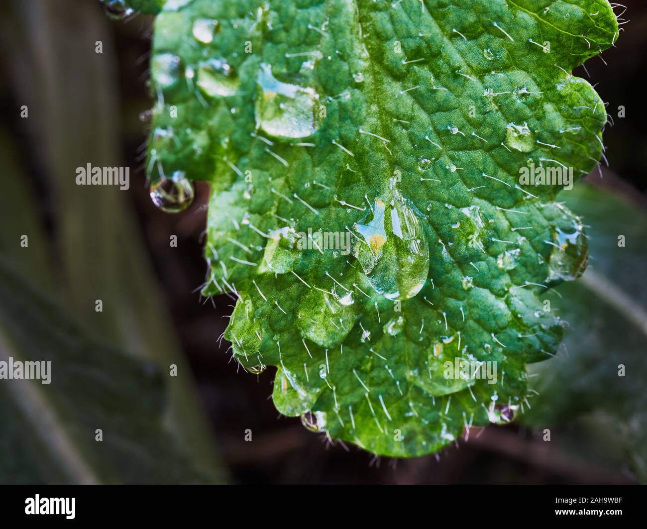 Close-up of a green leaf with white cilia and drops of water, blurred background Stock Photo