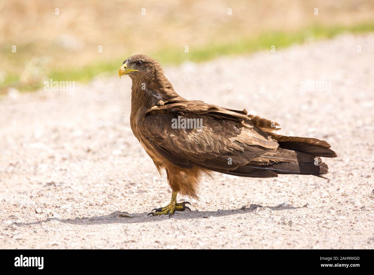 Close up of a yellow-billed kite (Milvus aegyptius) on the ground, Namibia Stock Photo