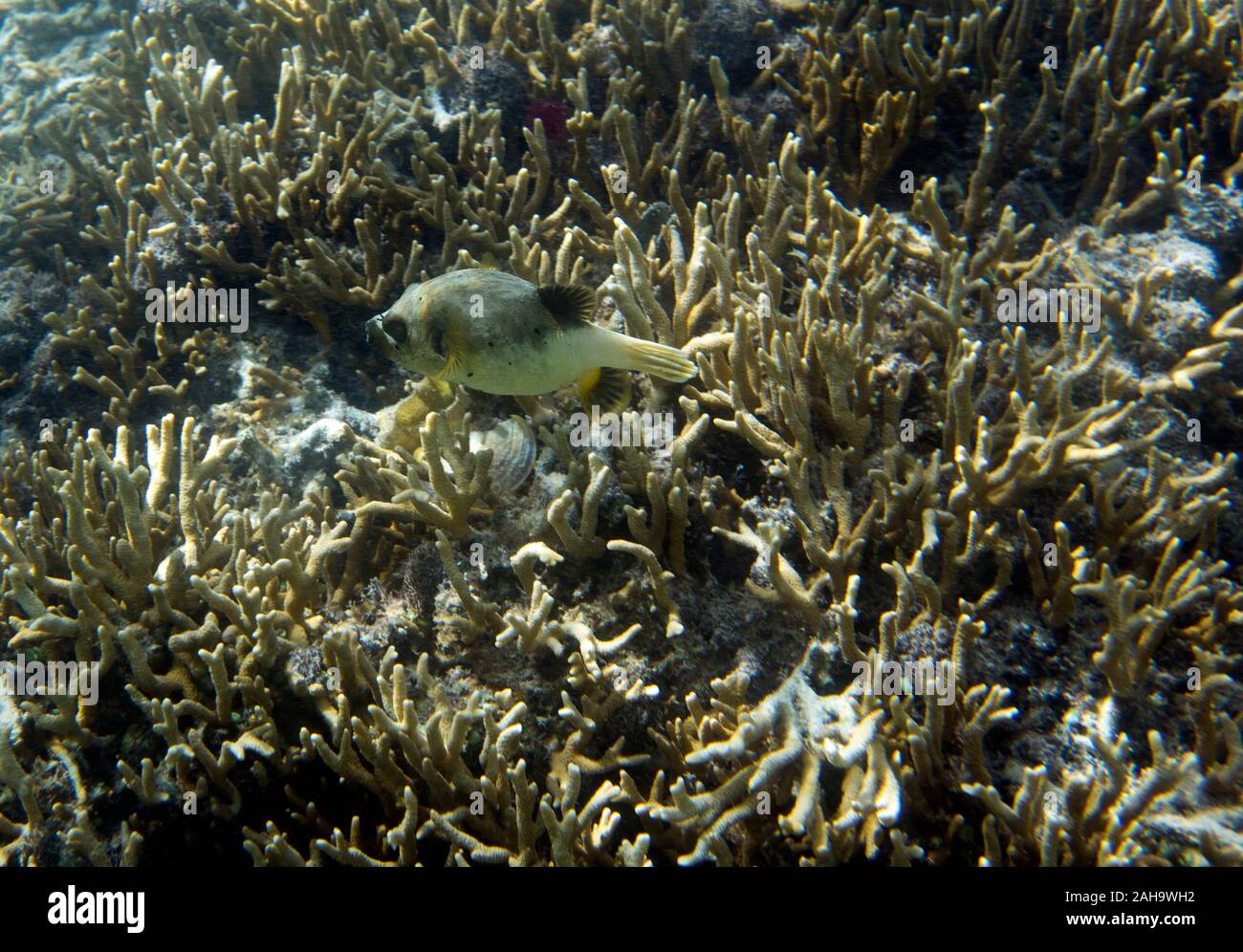 Dog fish swimming in the reef of Indonesia Stock Photo