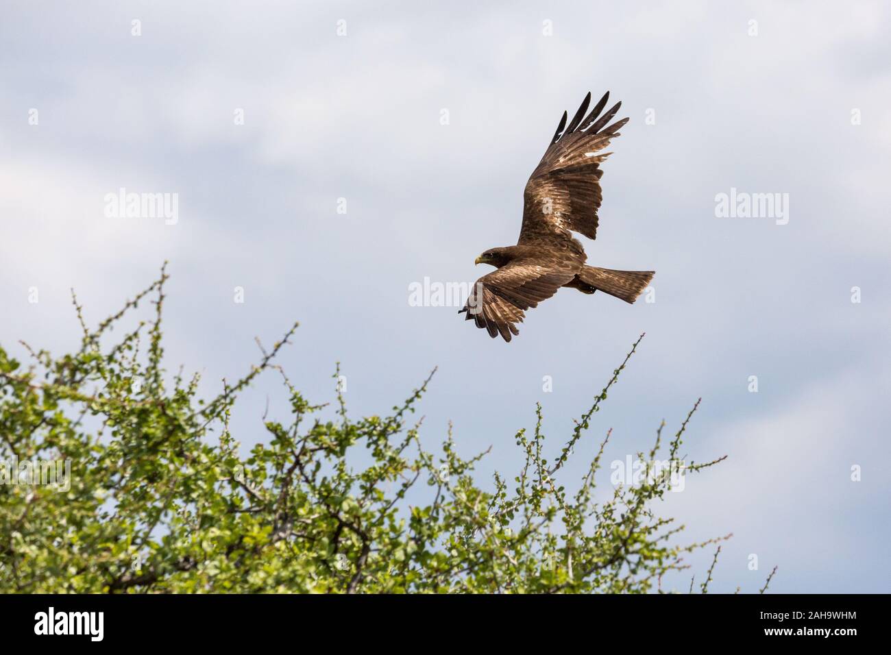 Flying yellow-billed kite (Milvus aegyptius), Namibia Stock Photo - Alamy