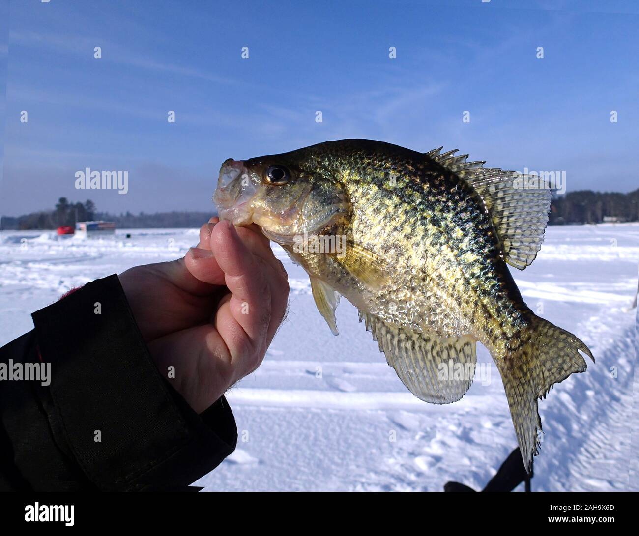 Fisherman holds a Crappie for display against a blue sky and a frozen lake Stock Photo