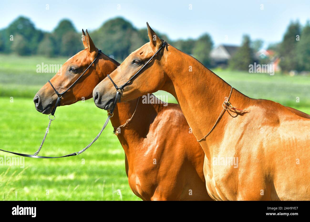 Two Akhal Teke horses standing side by side in the summer field. Animal portrait. Stock Photo