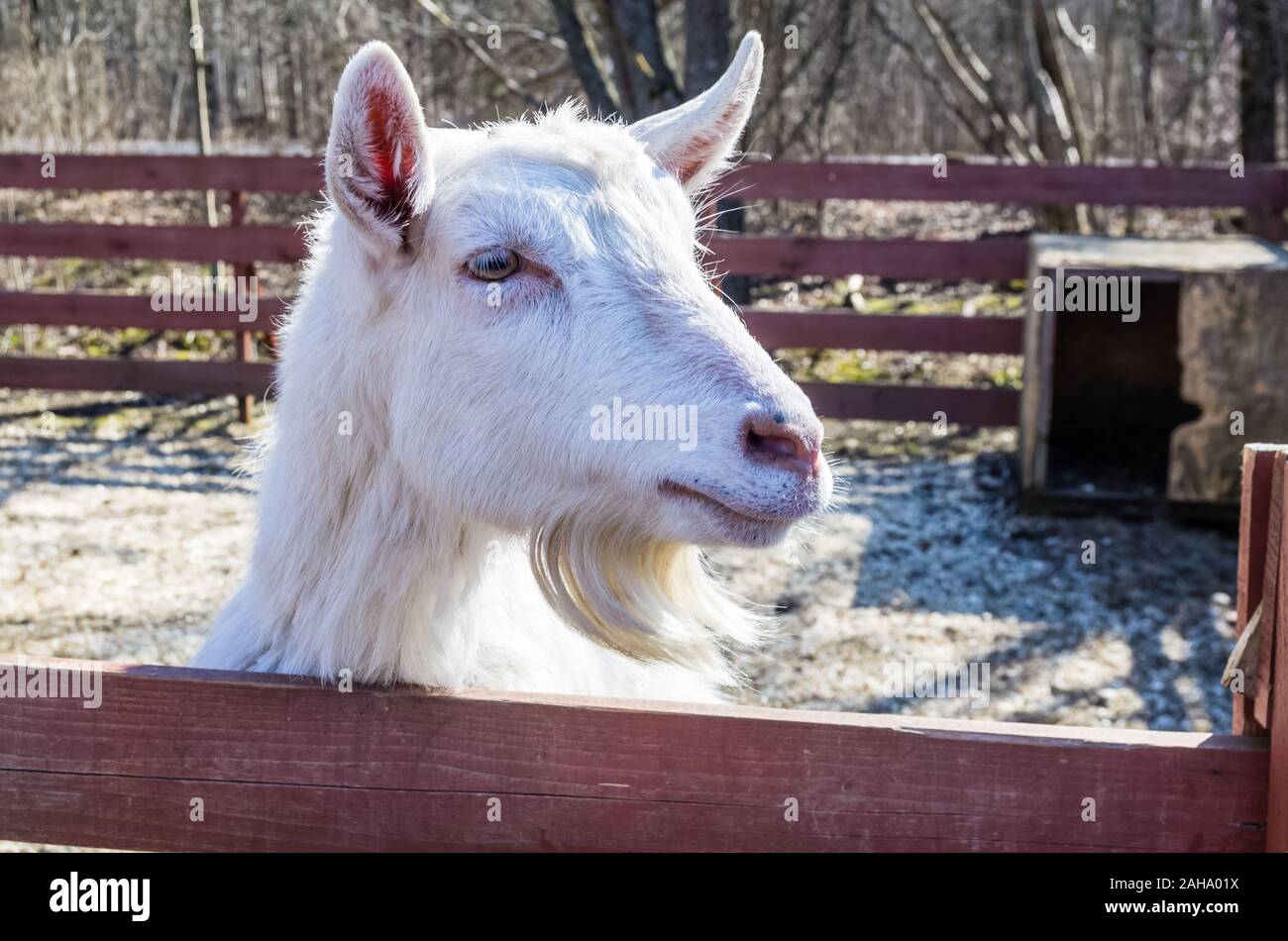Russian goat hi-res stock photography and images - Alamy