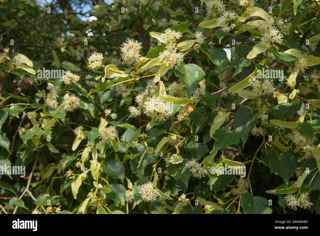 Summer Foliage and Flowers of a Common Linden or Common Lime Tree (Tilia x europaea) in a Park in Rural England, UK Stock Photo