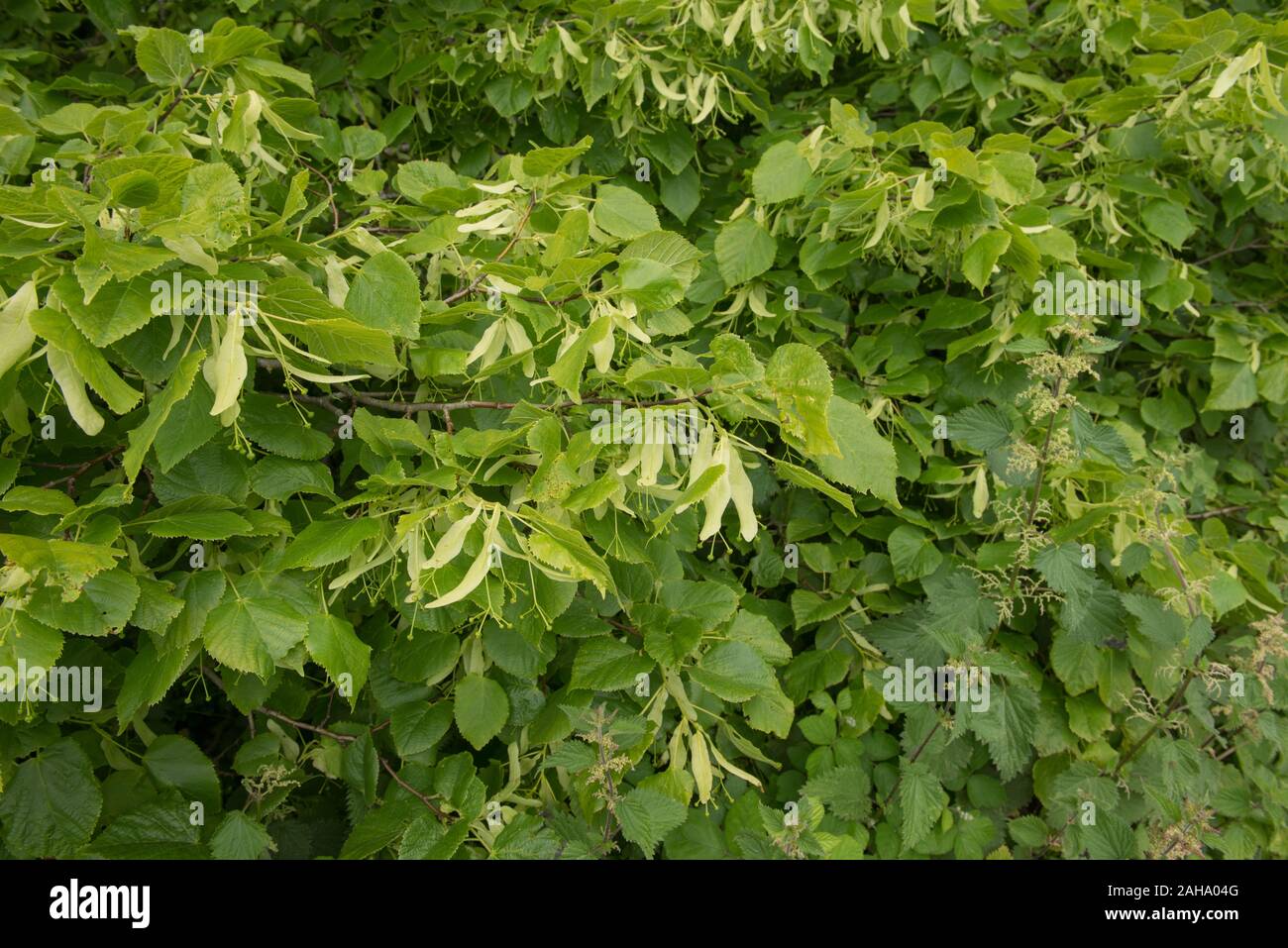 Summer Foliage and Flowers of a Common Linden or Common Lime Tree (Tilia x europaea) in a Park in Rural England, UK Stock Photo
