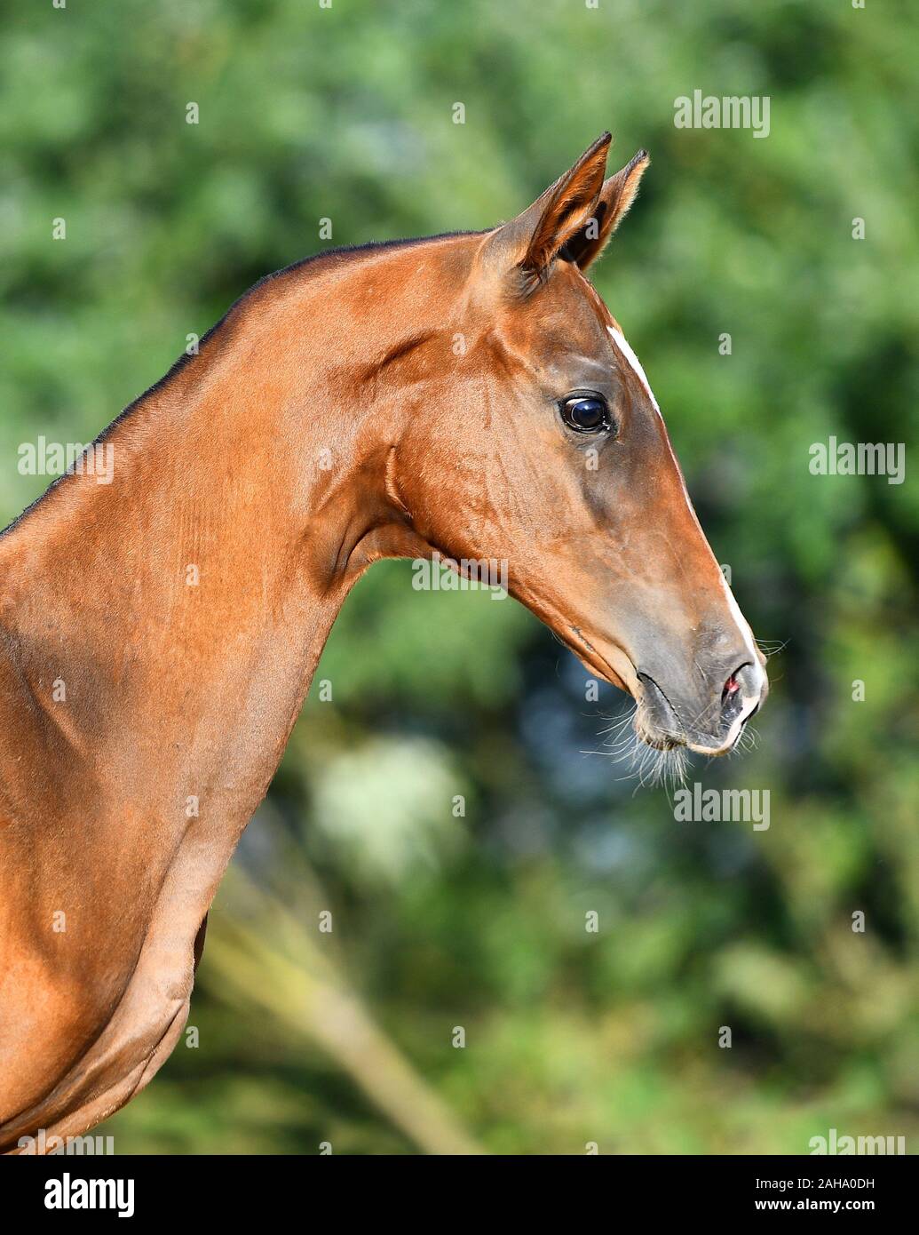 Bay Akhal Teke foal standing in the sunlight in summer pasture. Animal portait, side view. Stock Photo