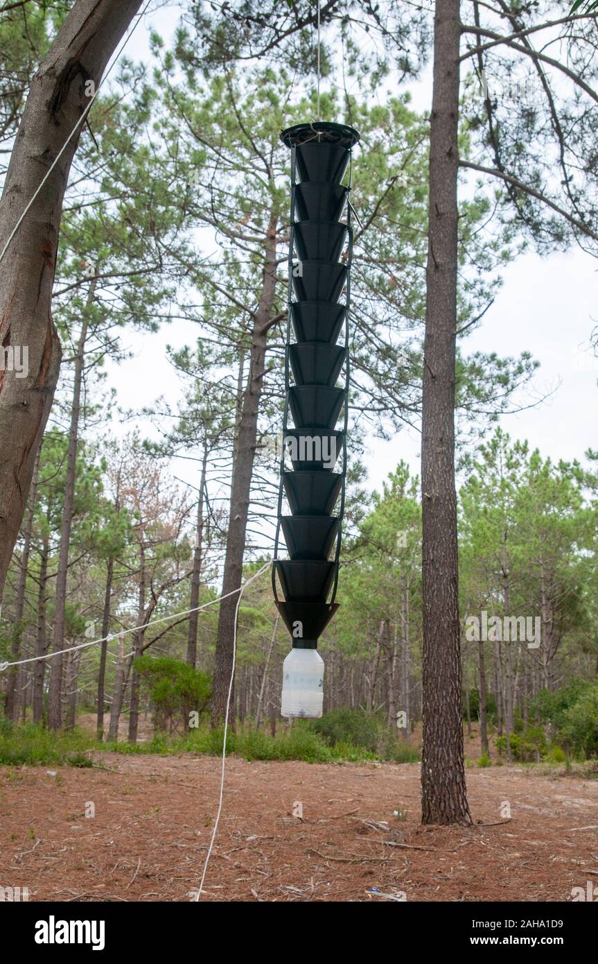 Insect trap in a pine tree forest Near Nazare, Portugal Stock Photo