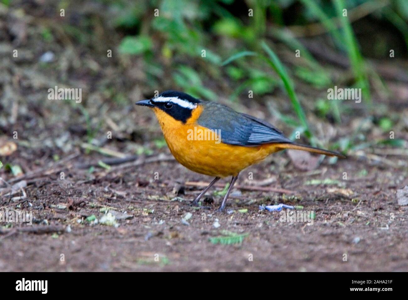 White-browed Robin-chat, (Cossypha heuglini), Lake Naivasha, Kenya ...