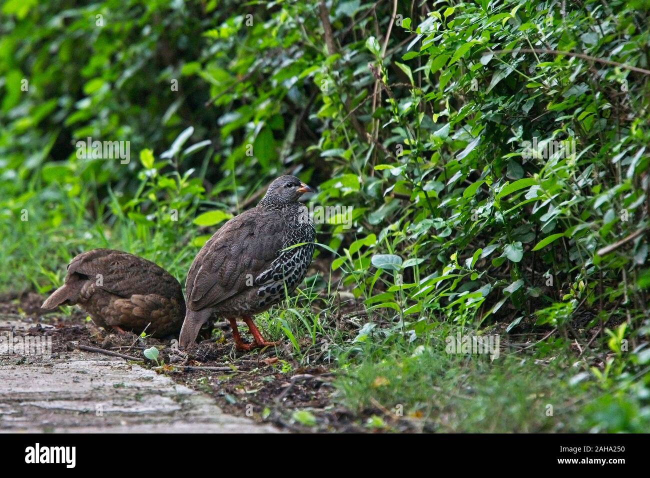 Hildebrandts francolin hires stock photography and images Alamy