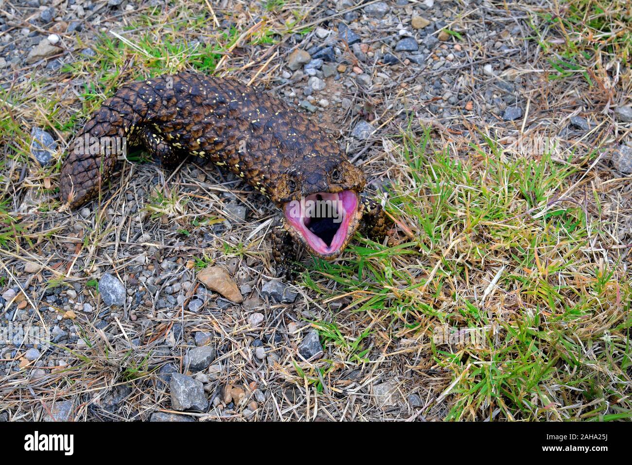 Australia, shingleback lizard in threatening gesture Stock Photo