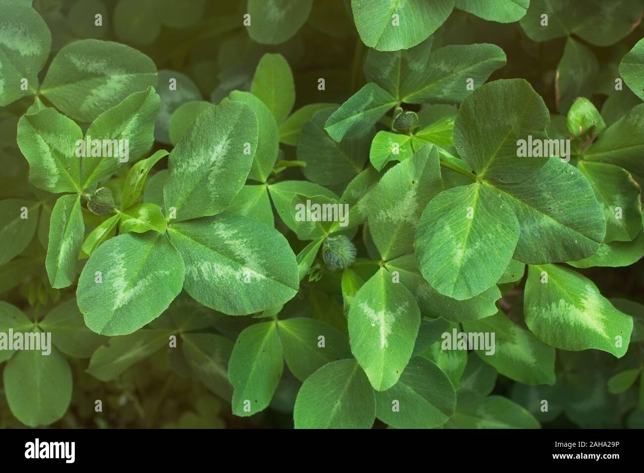 Green Clover Shamrock Natural Foliage Closeup Background Stock Photo green-clover-shamrock-natural-foliage-closeup-background-stock-photo