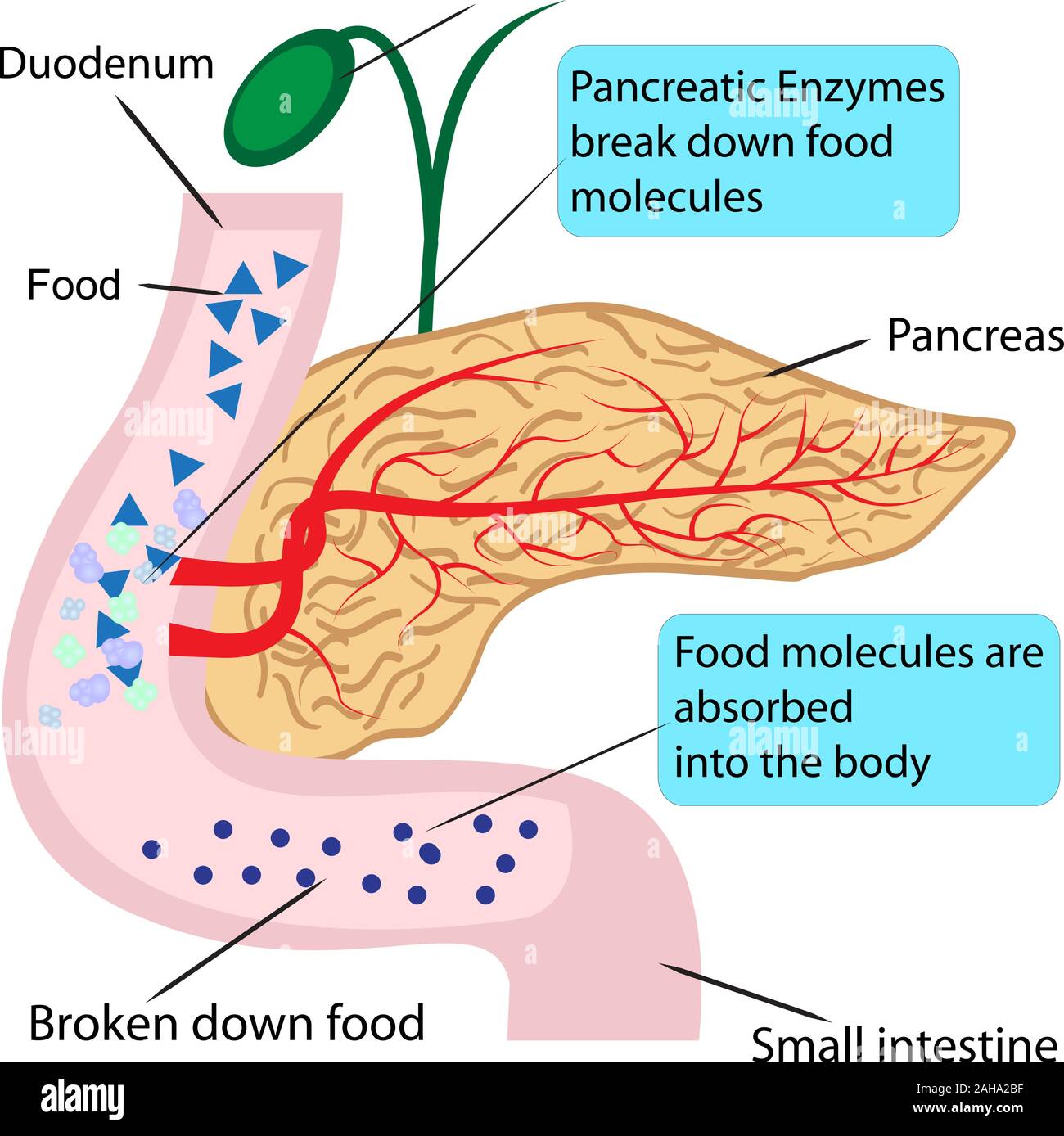 Pancreatic role and functionin digestion process in a human body  vector illustration infographics Stock Vector