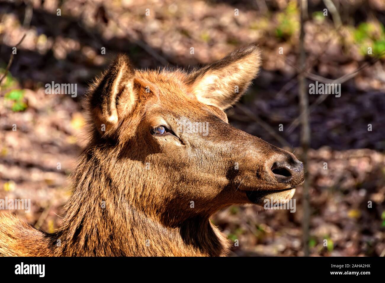Portrait of a female Elk in the mountains of North Carolina Stock Photo