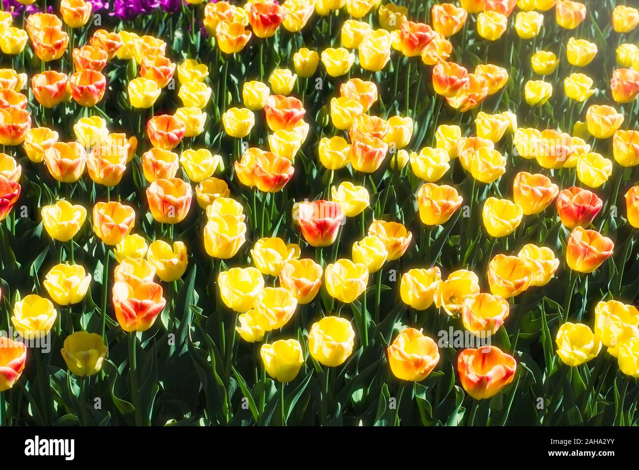 beautiful-spring-colorful-tulips-background-stock-photo-alamy