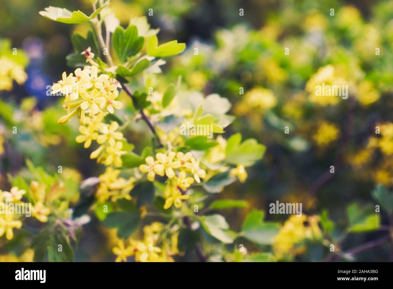 A Few More Native Plants