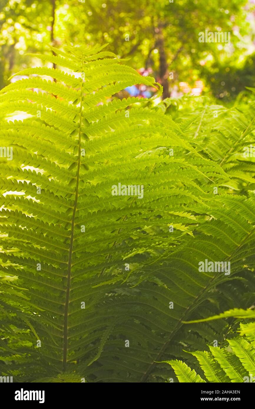 Green summer fern thicket in jungle forest background Stock Photo - Alamy