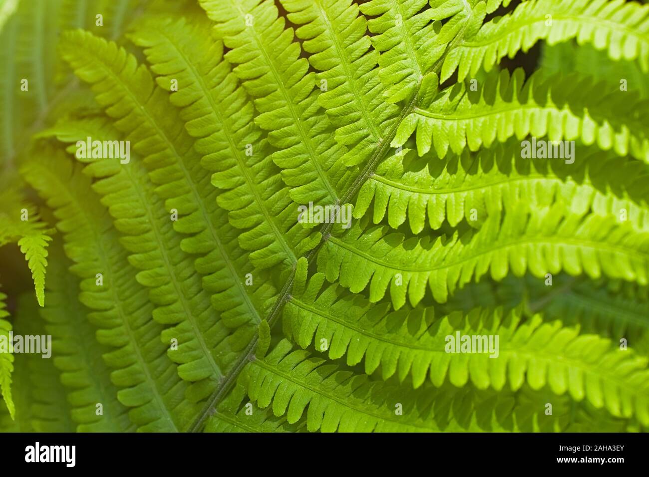 Green summer fern thicket in jungle forest background Stock Photo - Alamy