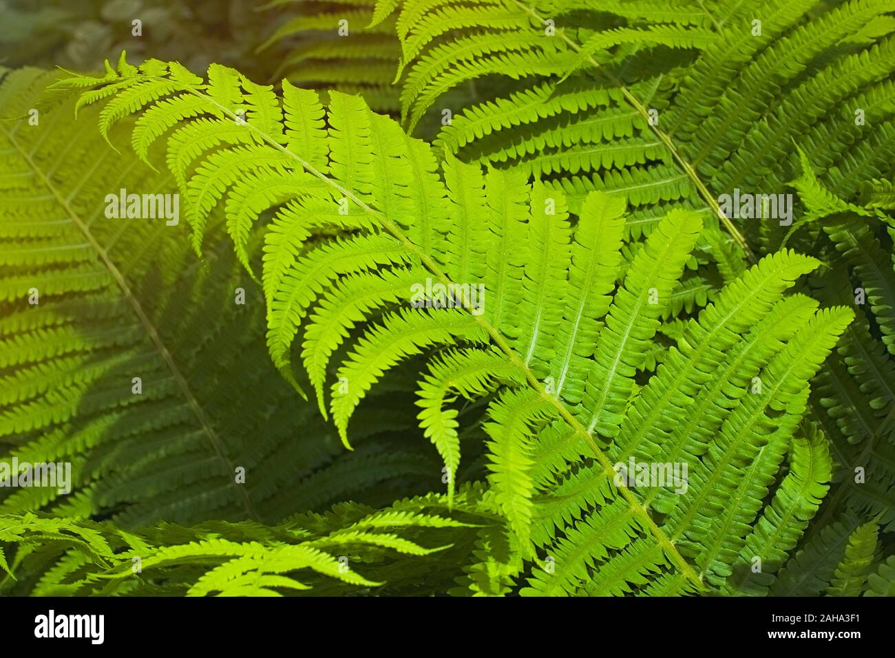 Green summer fern thicket in jungle forest background Stock Photo - Alamy