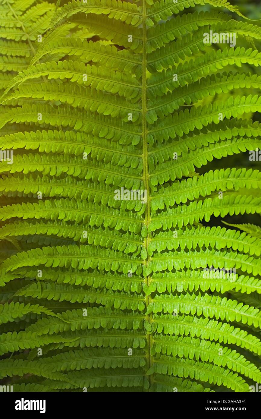 Green summer fern thicket in jungle forest background Stock Photo - Alamy