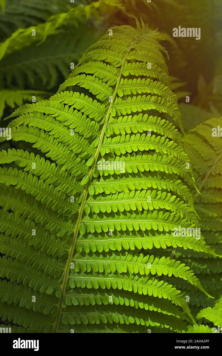 Green summer fern thicket in jungle forest background Stock Photo - Alamy