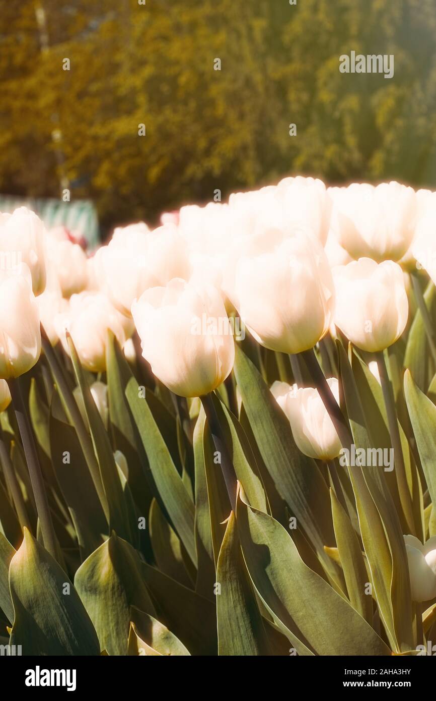 beautiful-spring-colorful-tulips-background-stock-photo-alamy