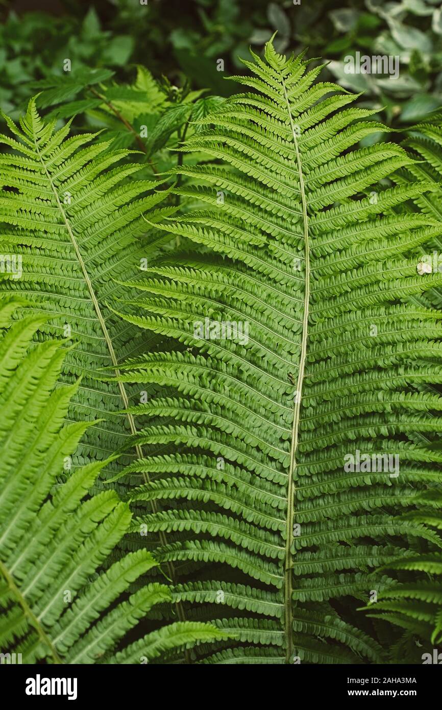 Green summer fern thicket in jungle forest background Stock Photo - Alamy