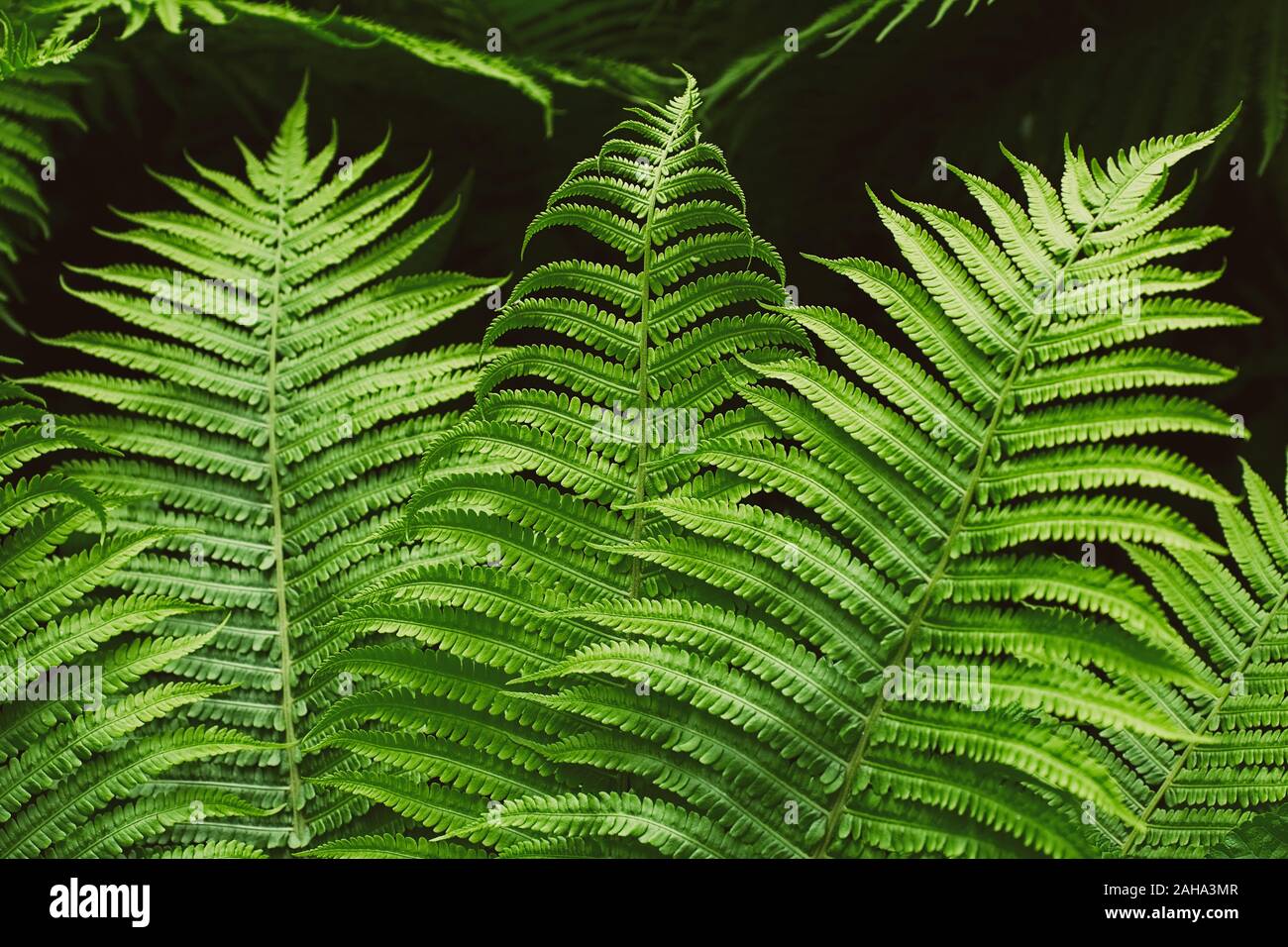 Green summer fern thicket in jungle forest background Stock Photo - Alamy