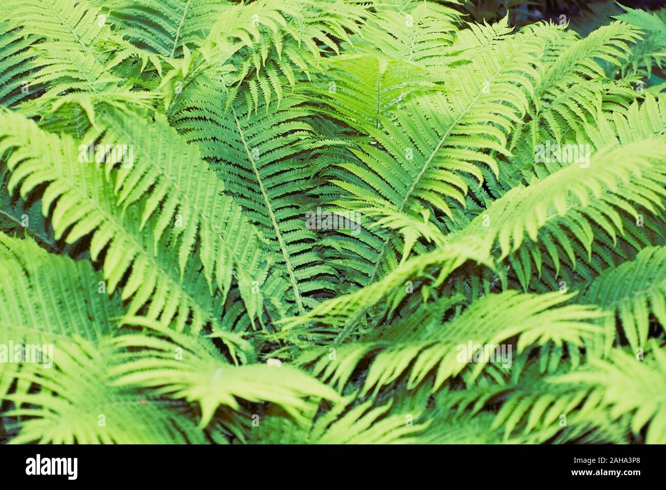 Green summer fern thicket in jungle forest background Stock Photo - Alamy