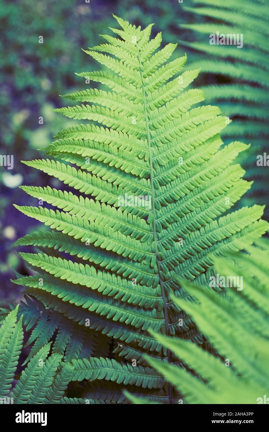 Green summer fern thicket in jungle forest background Stock Photo - Alamy