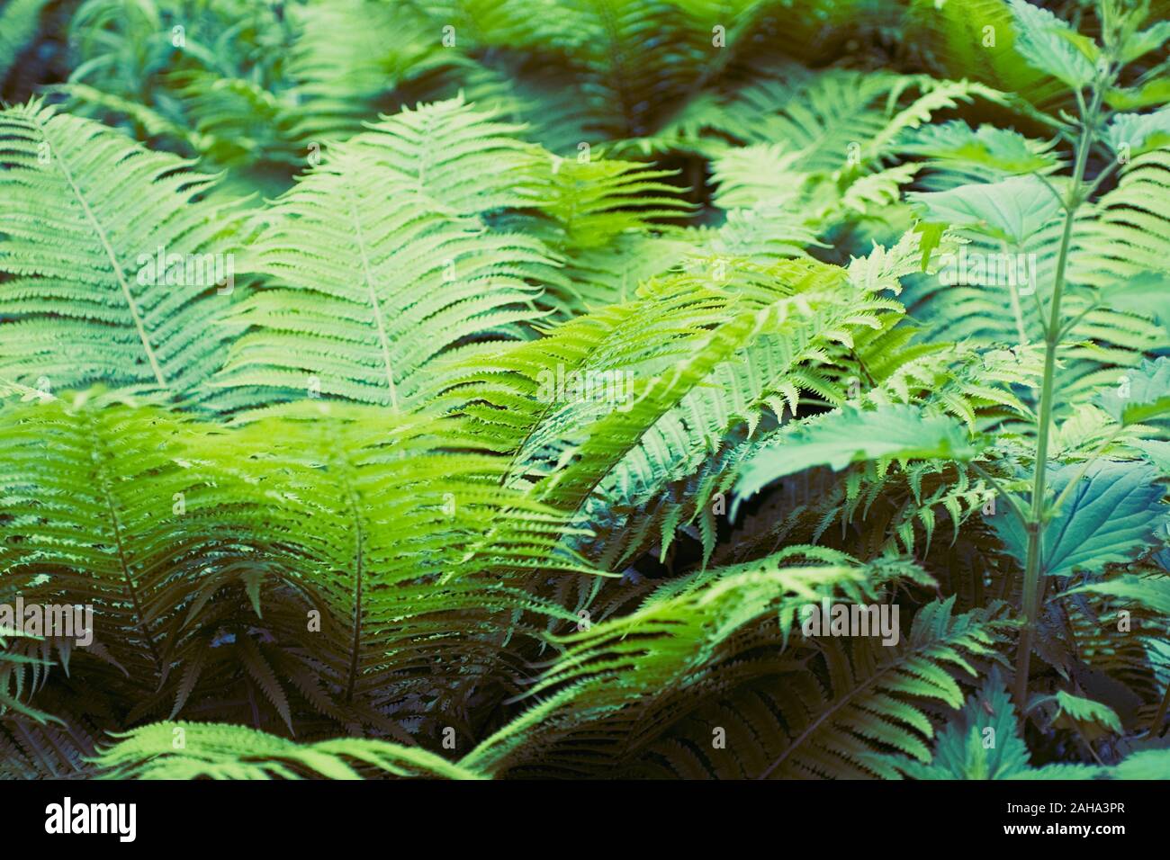 Green summer fern thicket in jungle forest background Stock Photo - Alamy