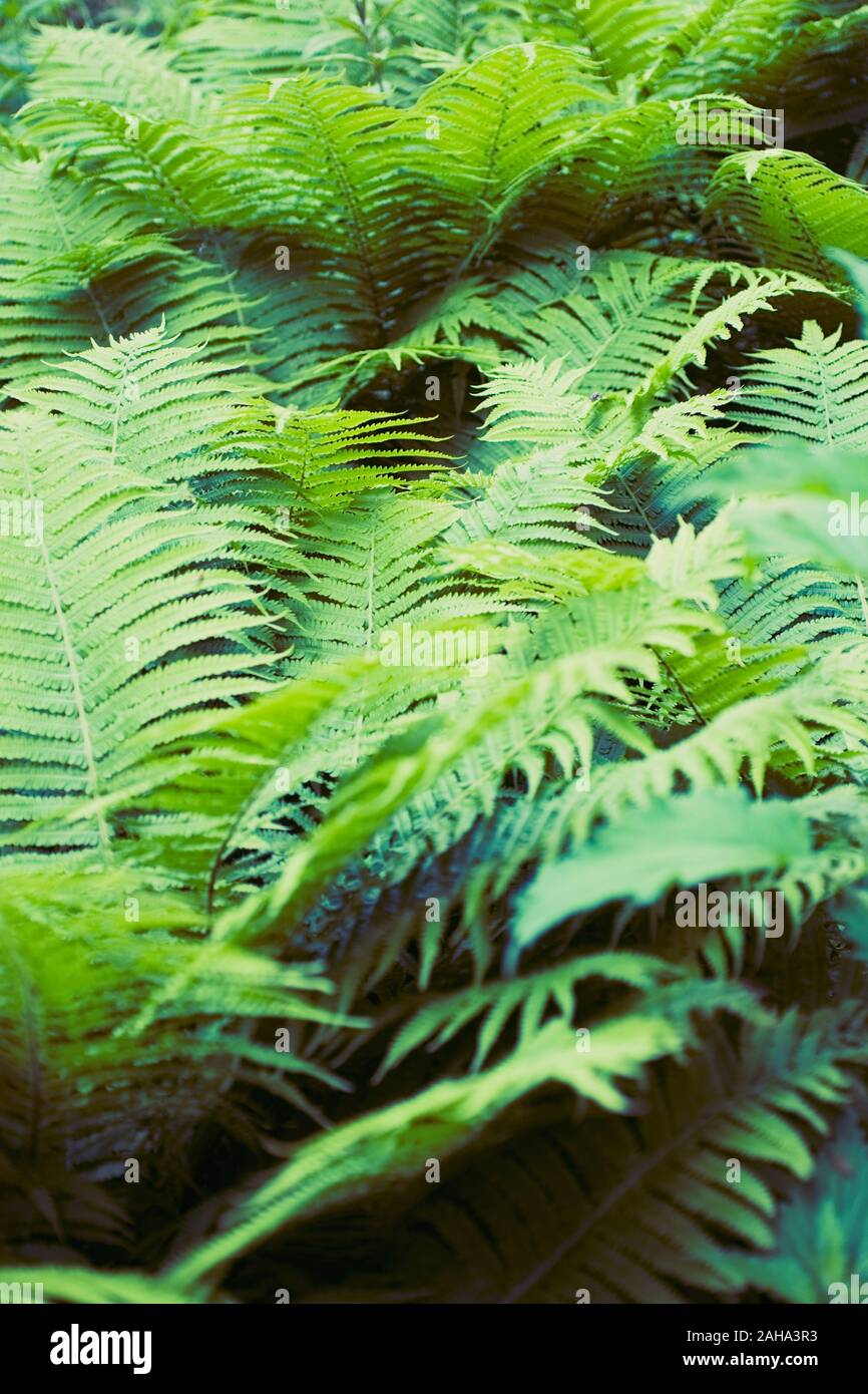 Green summer fern thicket in jungle forest background Stock Photo - Alamy