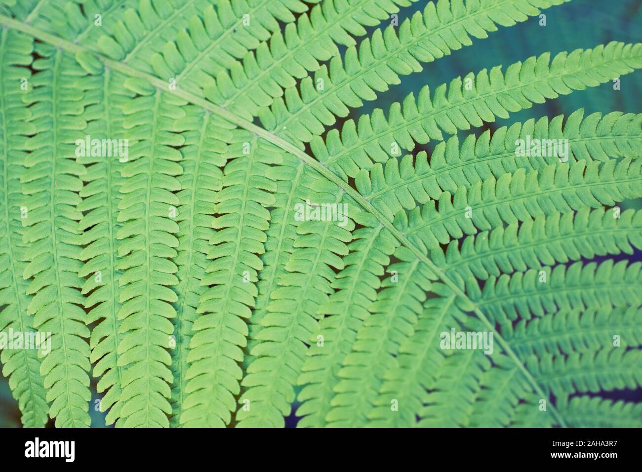 Green summer fern thicket in jungle forest background Stock Photo - Alamy