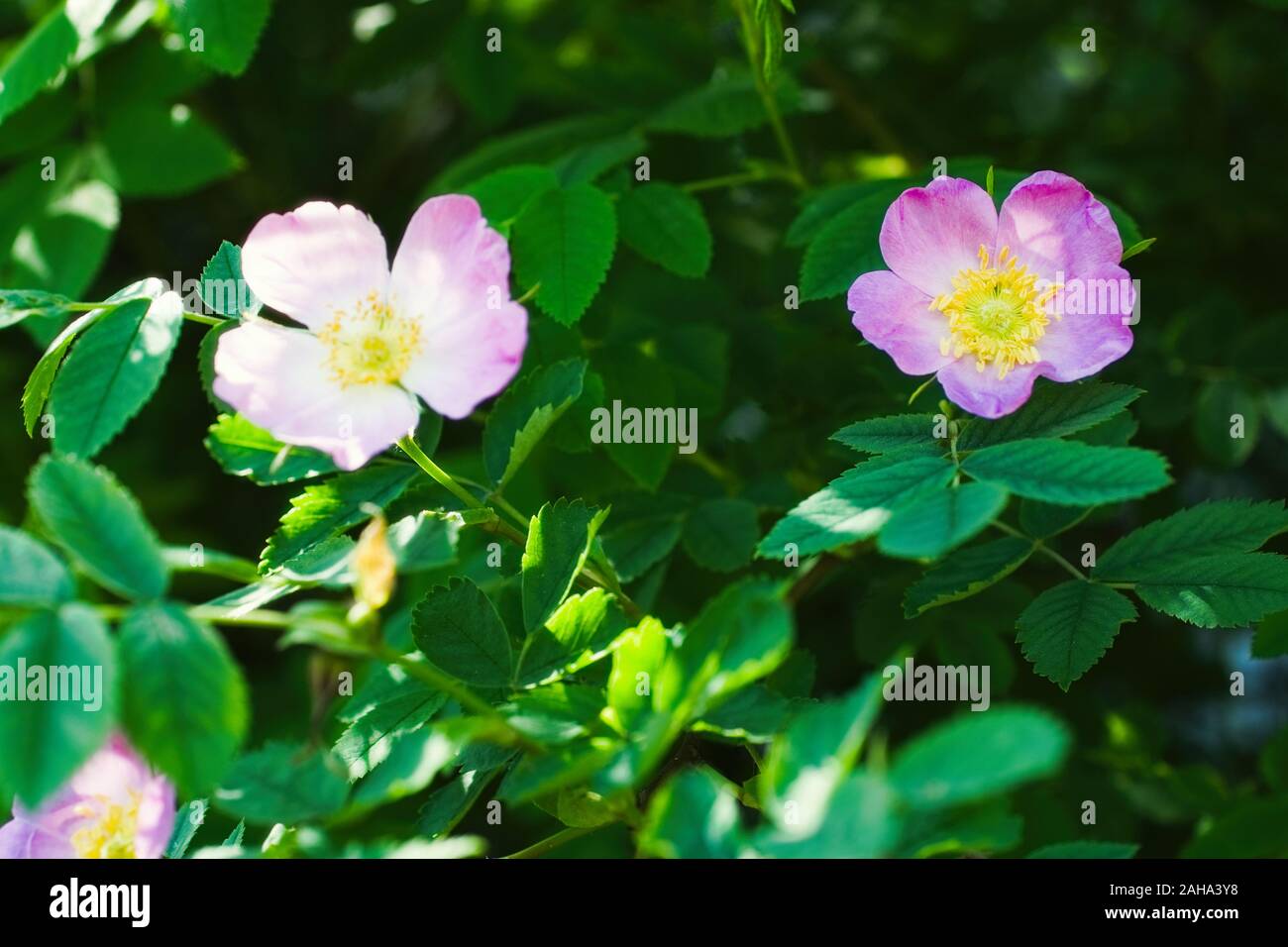 Wild rose bush hi-res stock photography and images - Alamy