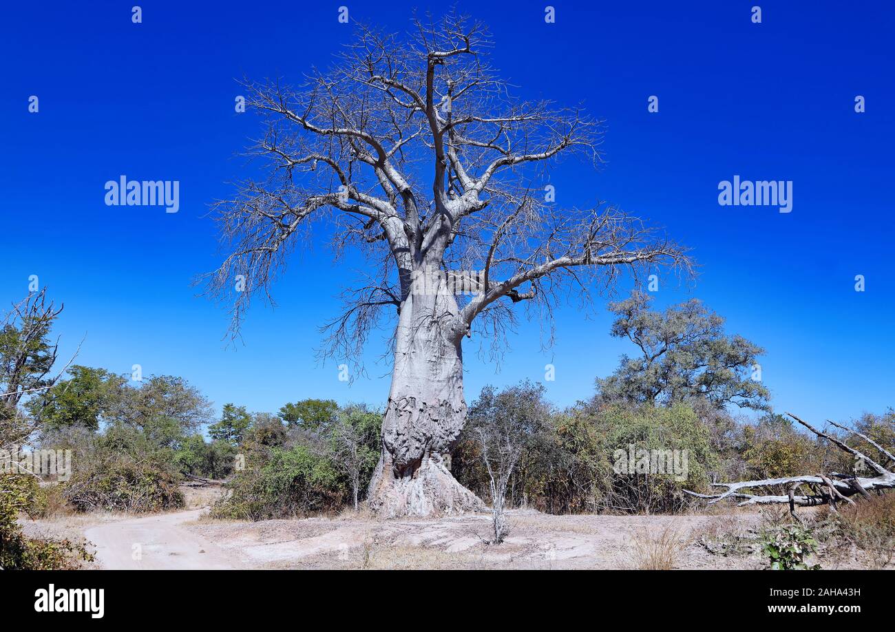 monkey-bread tree, South Luangwa NP, Zambia, (Adansonia digitata) Stock Photo