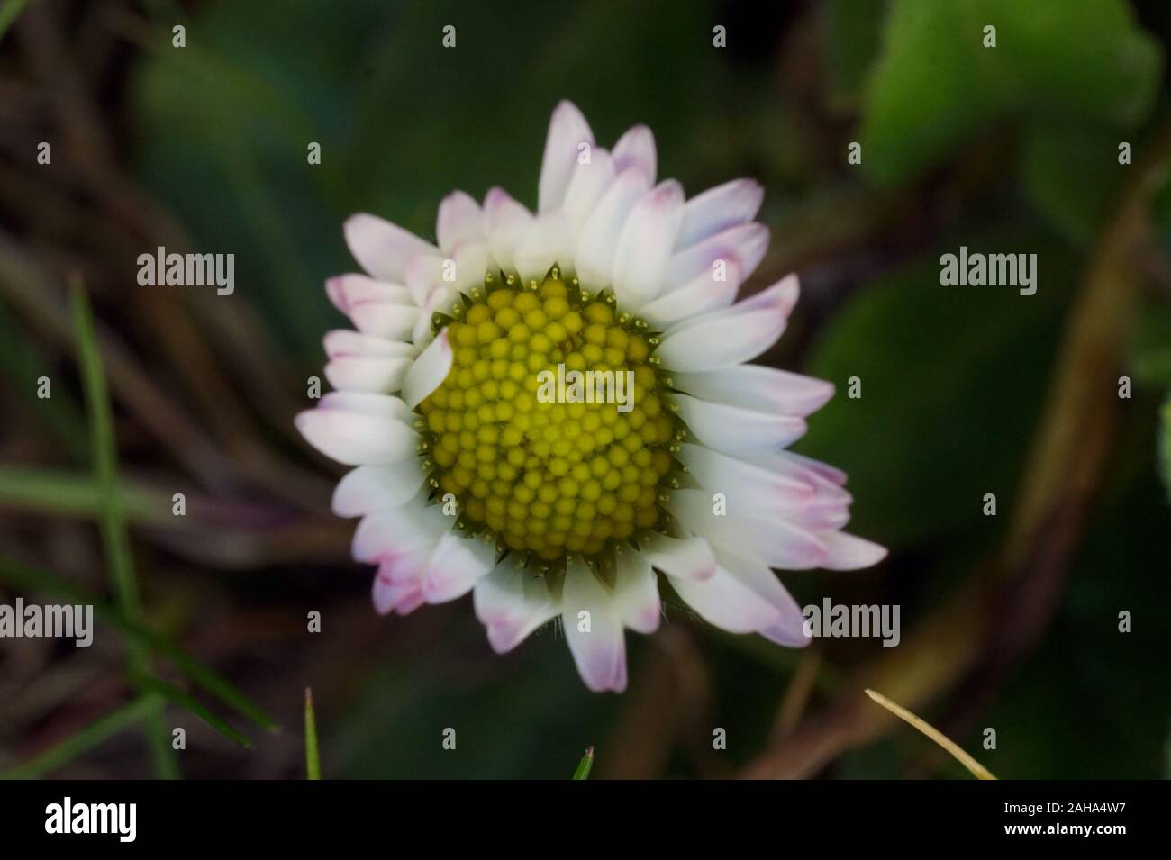 Close up of daisy on field Stock Photo