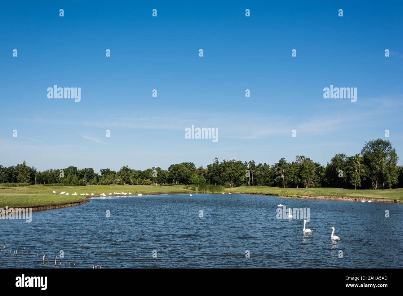 flock of white swans swimming in lake near green park Stock Photo - Alamy